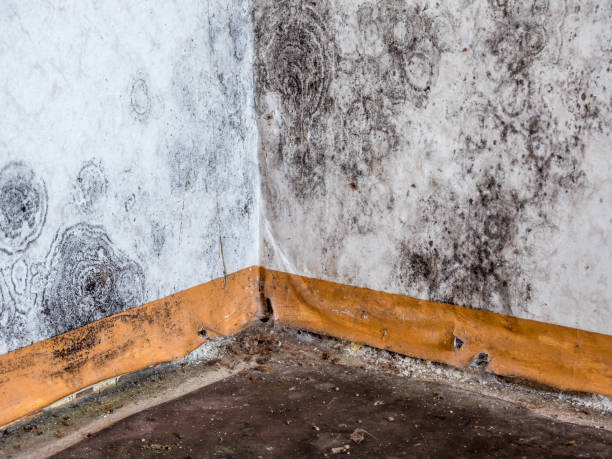 Best Black Mold Removal  in Canastota, NY